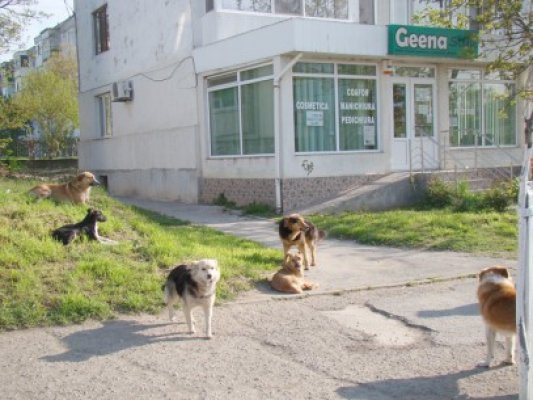 Sudul litoralului, plin de câini. Primăria Mangalia spune că are soluţii